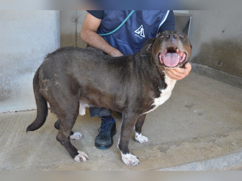 Bolivar - Vier Pfoten für ein Halleluja!