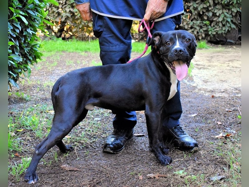 Charwen - Power auf vier Pfoten