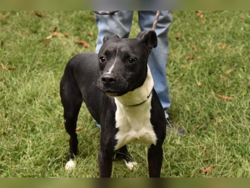 Karis - Feine Hundedame in extravagantem Kleid