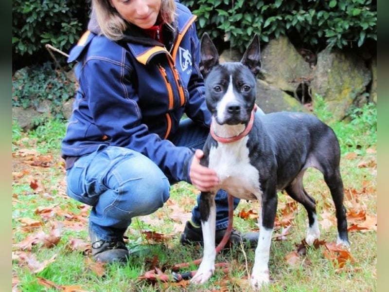 Aretusa - sieht so ein chancenloser Hund aus?