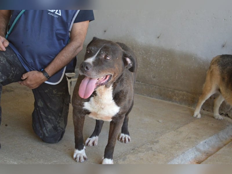 Bolivar - Vier Pfoten für ein Halleluja!