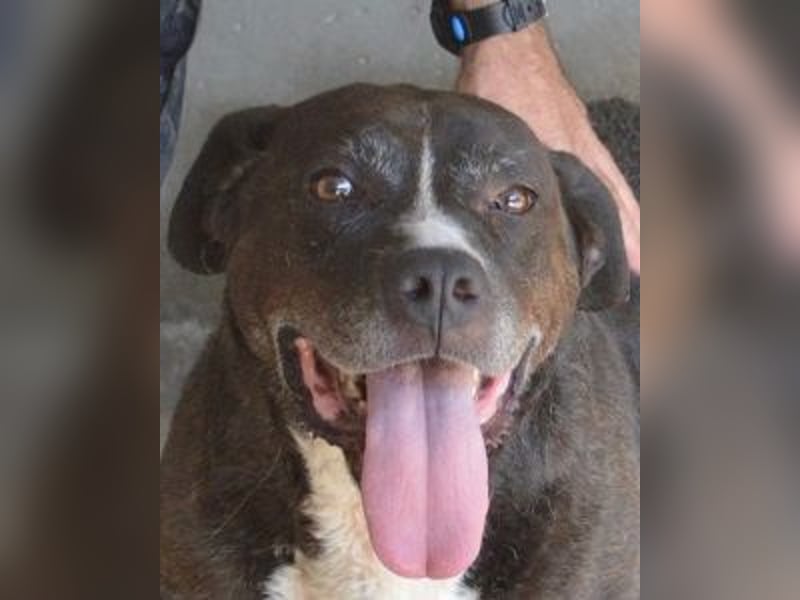 Bolivar - Vier Pfoten für ein Halleluja!