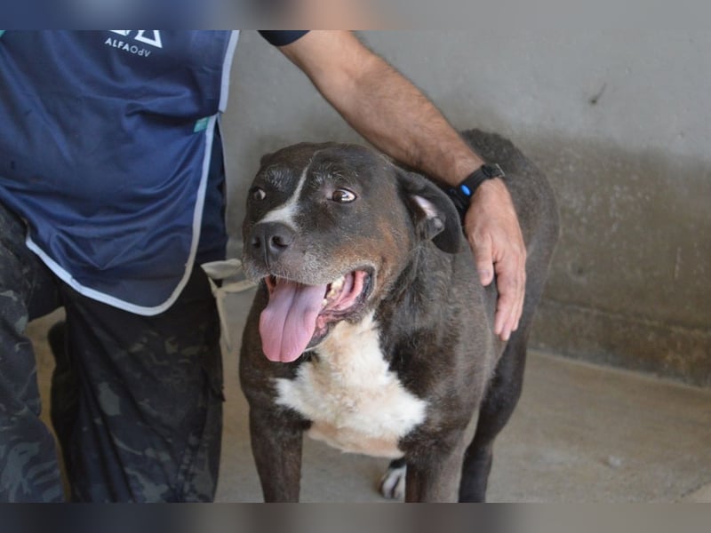 Bolivar - Vier Pfoten für ein Halleluja!