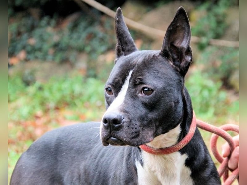 Aretusa - sieht so ein chancenloser Hund aus?