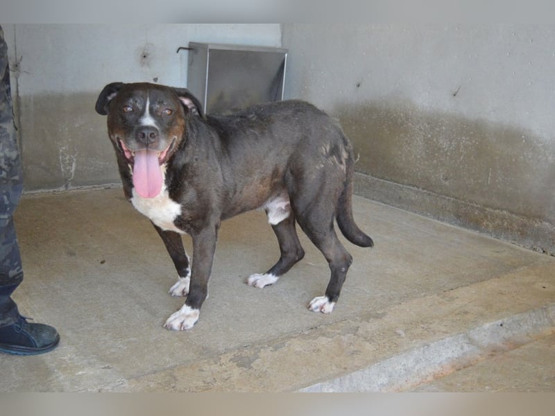 Bolivar - Vier Pfoten für ein Halleluja!