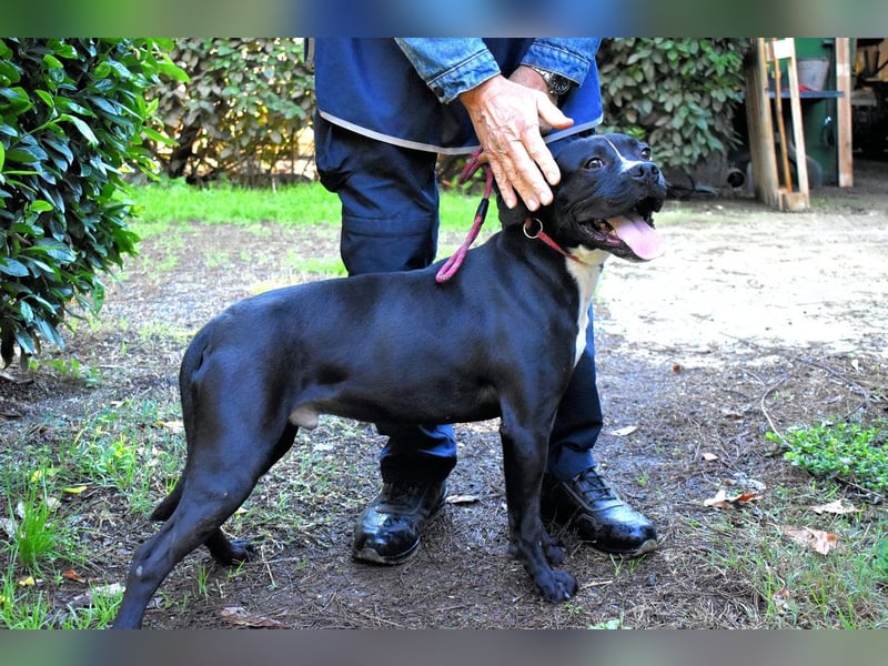 Charwen - Power auf vier Pfoten