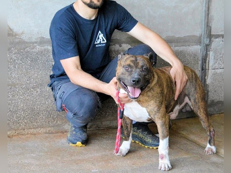 Durgesh - Stark, treu und immer übersehen