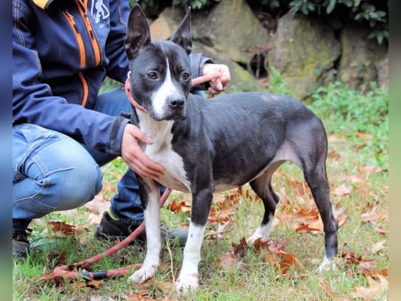 Aretusa - sieht so ein chancenloser Hund aus?