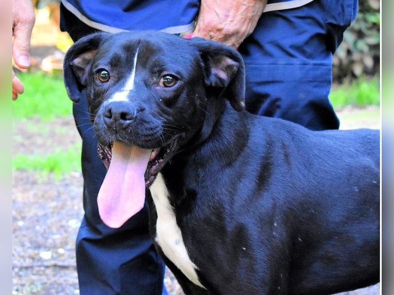 Charwen - Power auf vier Pfoten