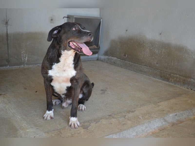 Bolivar - Vier Pfoten für ein Halleluja!