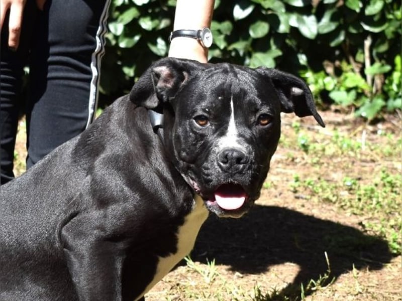 Charwen - Power auf vier Pfoten