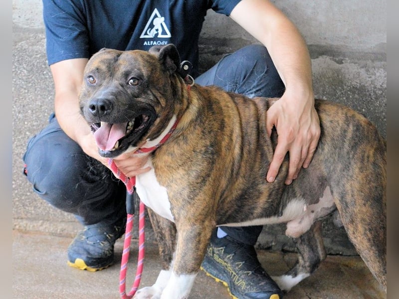 Durgesh - Stark, treu und immer übersehen