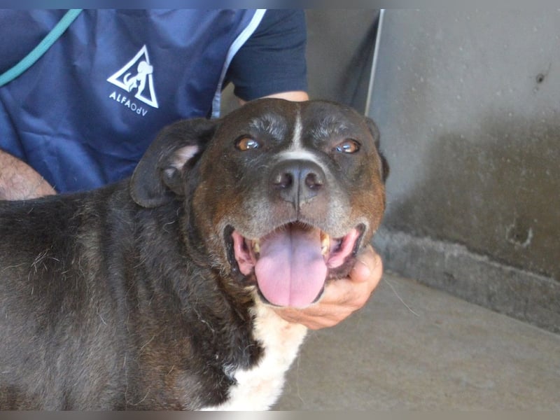 Bolivar - Vier Pfoten für ein Halleluja!