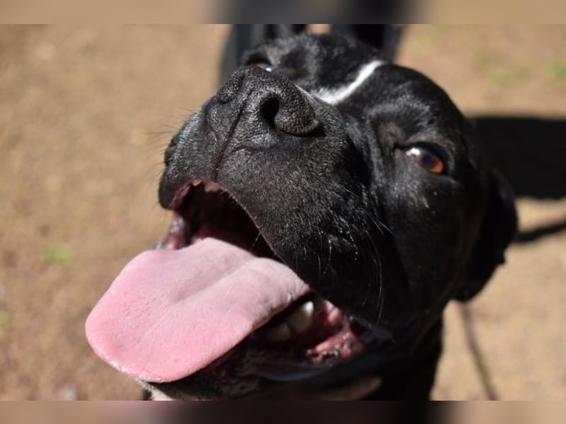 Charwen - Power auf vier Pfoten