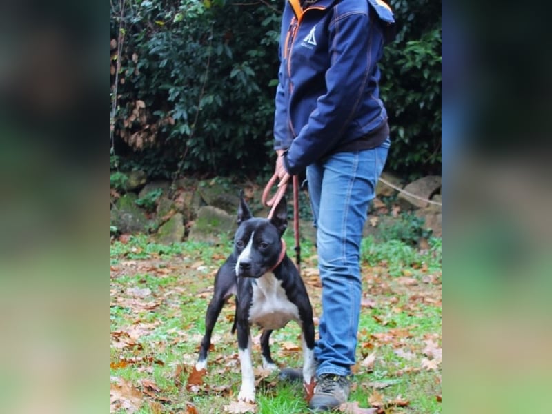 Aretusa - sieht so ein chancenloser Hund aus?