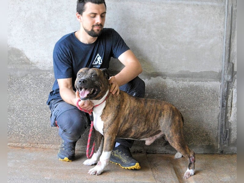 Durgesh - Stark, treu und immer übersehen