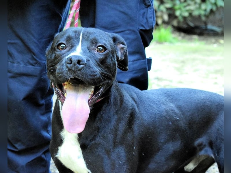 Charwen - Power auf vier Pfoten