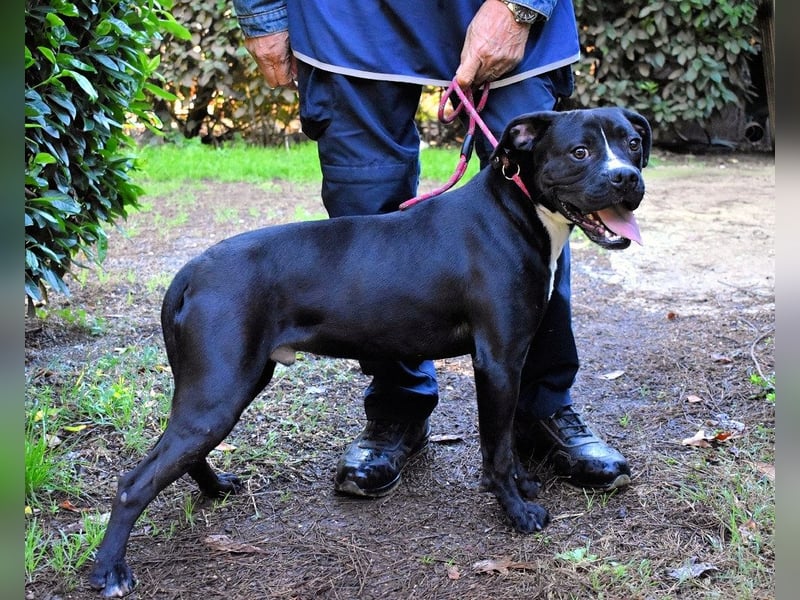 Charwen - Power auf vier Pfoten