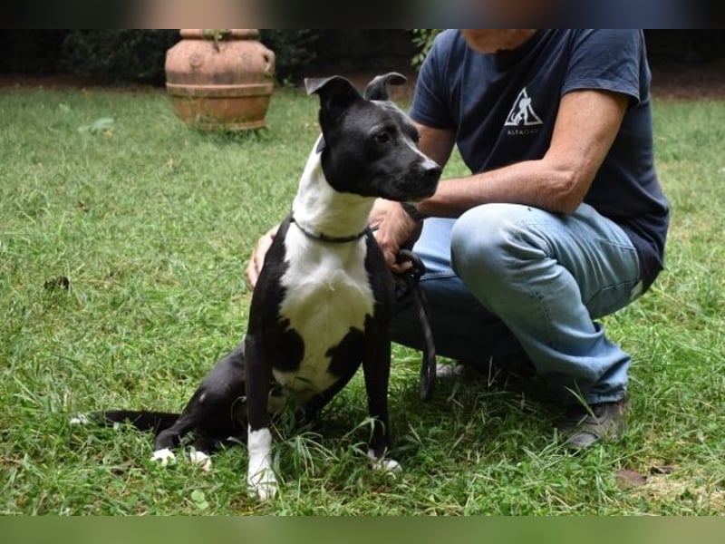 Karis - Feine Hundedame in extravagantem Kleid