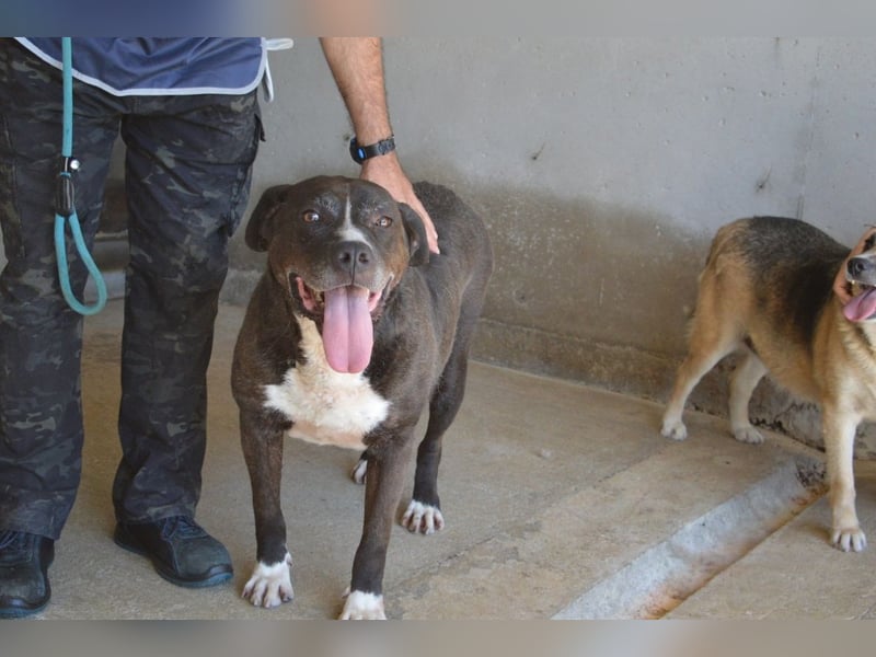 Bolivar - Vier Pfoten für ein Halleluja!