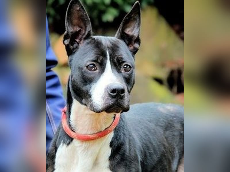 Aretusa - sieht so ein chancenloser Hund aus?