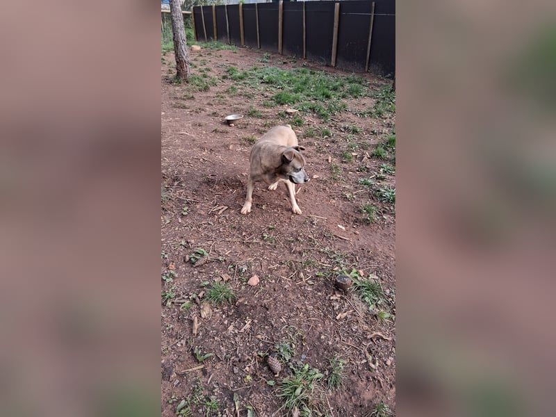 Zara sucht Pflege- oder Endstelle