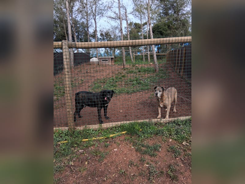 Zara sucht Pflege- oder Endstelle