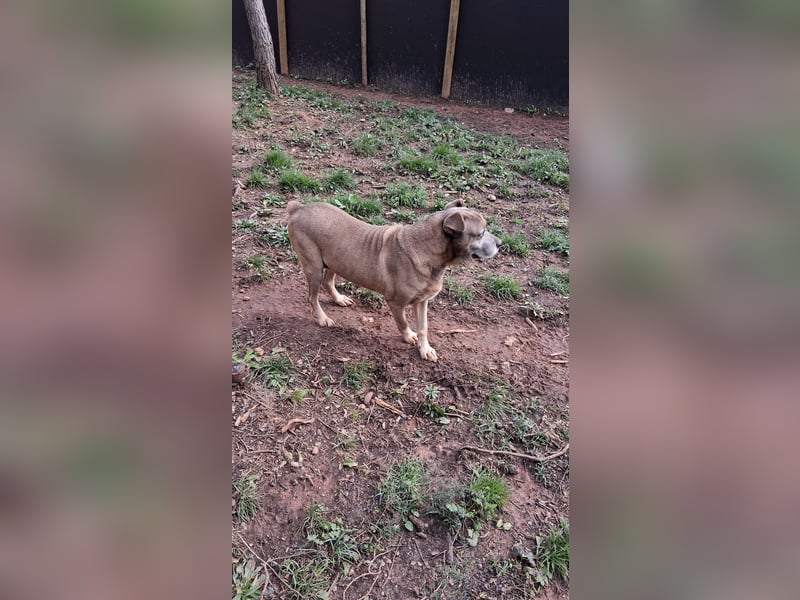 Zara sucht Pflege- oder Endstelle