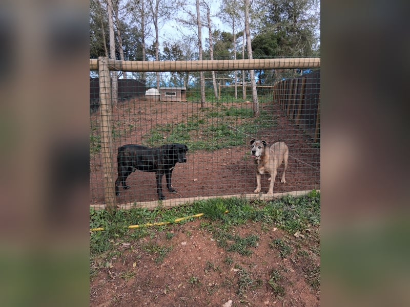 Zara sucht Pflege- oder Endstelle