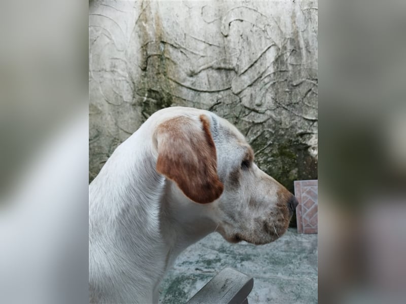 Zuchtumstellung unserer Hundezucht