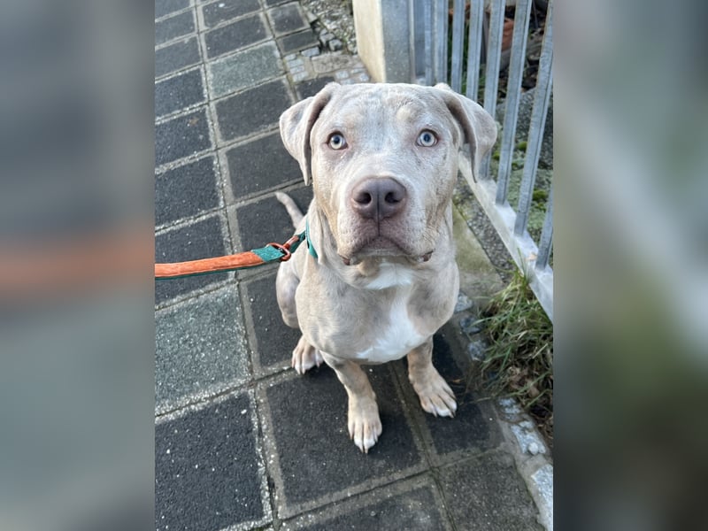 American Bully XL
