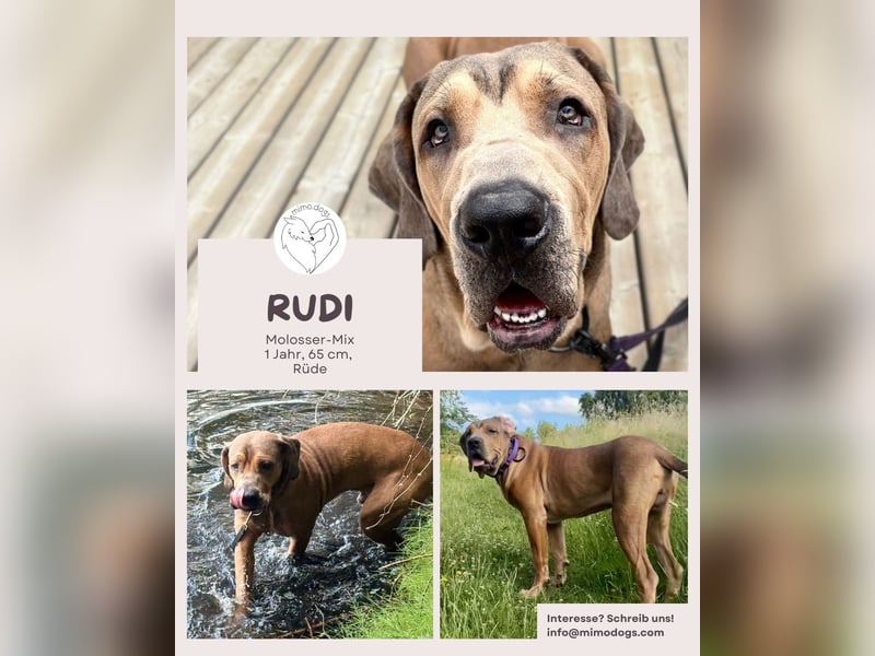 Rudi: Molosser-Mix sucht erfahrene Menschen