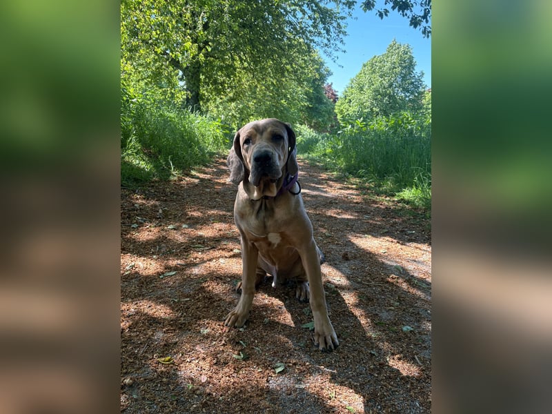 Rudi: Molosser-Mix sucht erfahrene Menschen