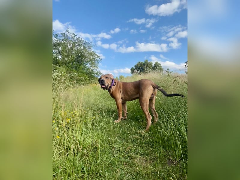 Rudi: Molosser-Mix sucht erfahrene Menschen