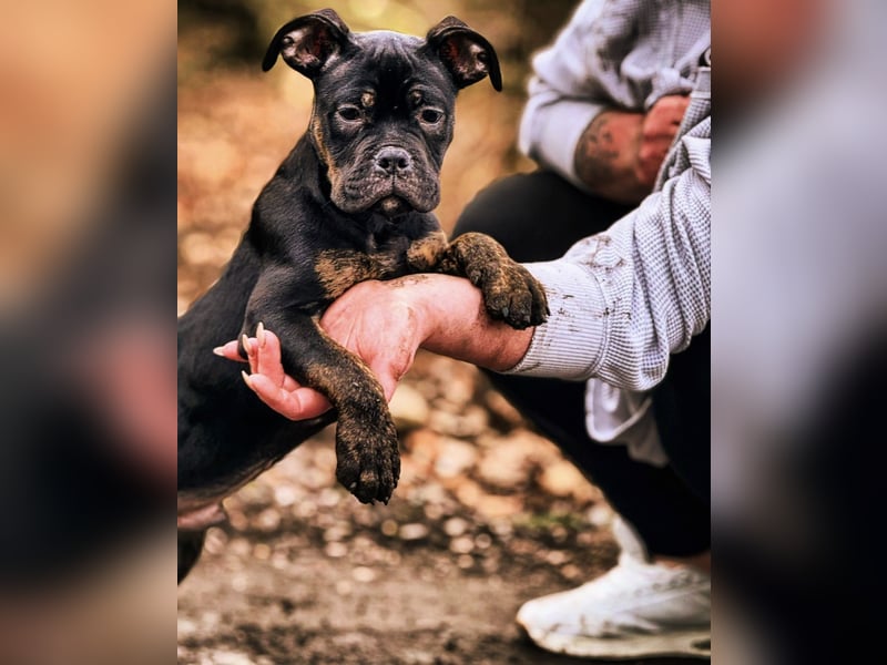Old English Bulldog x French Bulldog