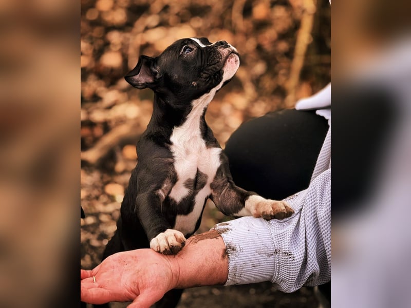 Old English Bulldog x French Bulldog