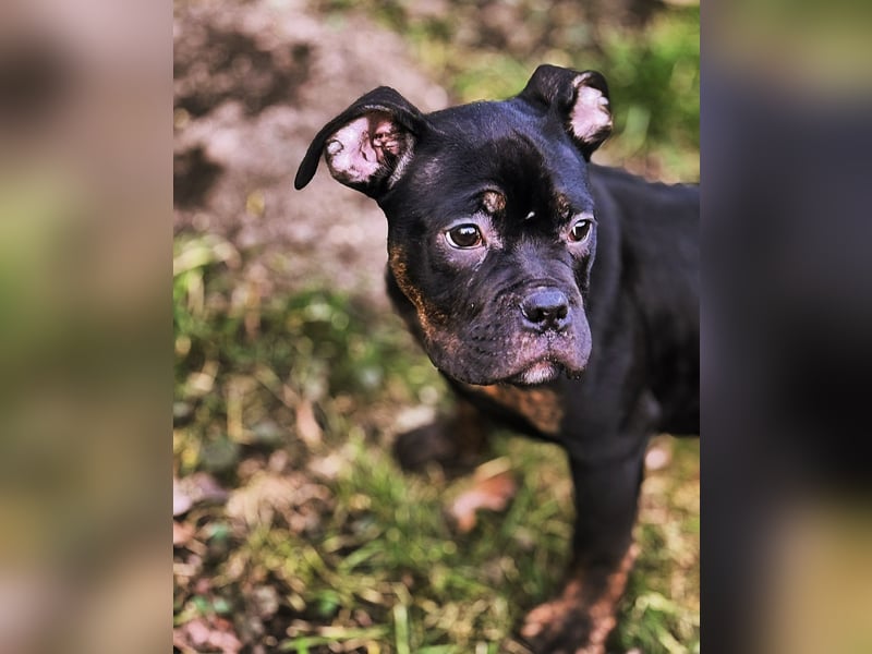 Old English Bulldog x French Bulldog