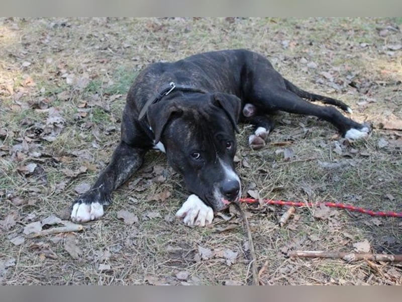 Gus, Molosser-Mix, geb. 8/ 2023, liebevoller, leicht schüchterner Familienhund