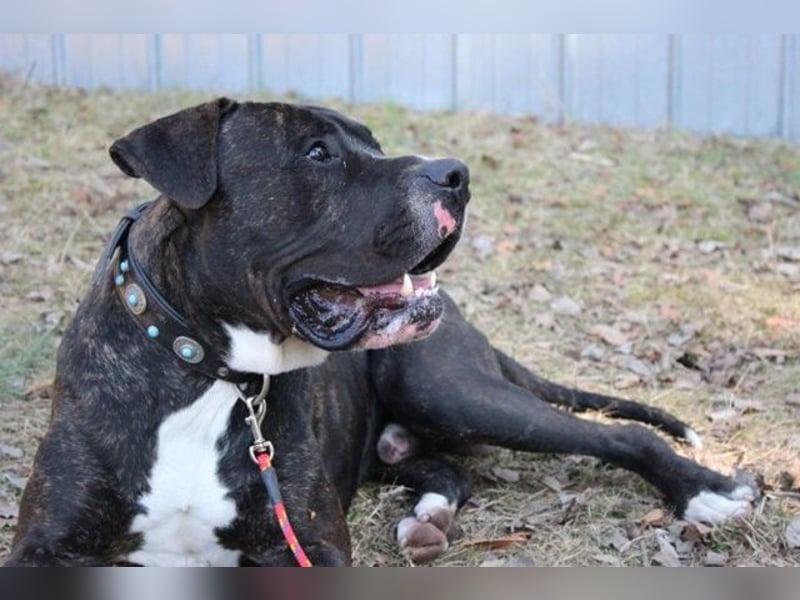 Gus, Molosser-Mix, geb. 8/ 2023, liebevoller, leicht schüchterner Familienhund