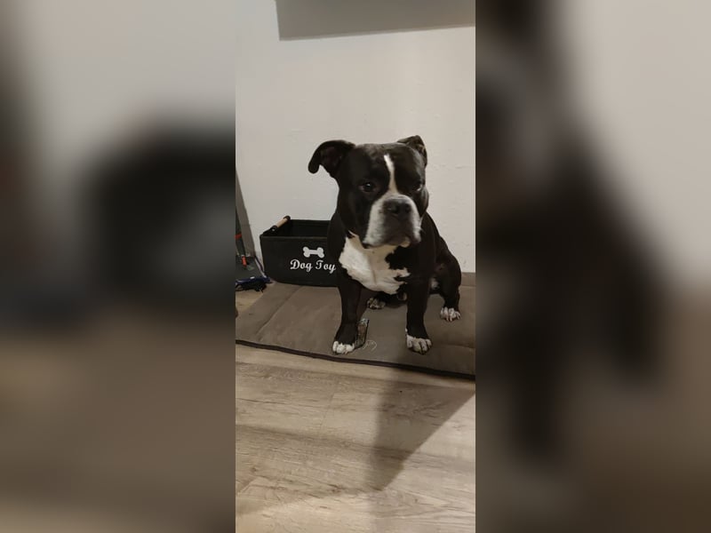 American Bully Pocket Abzugeben