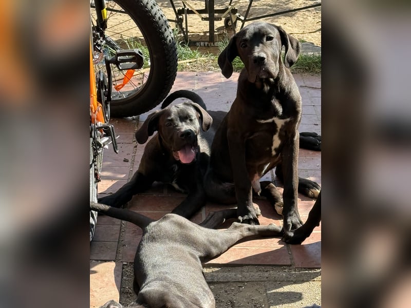 deutsche Dogge Boerboel Welpen