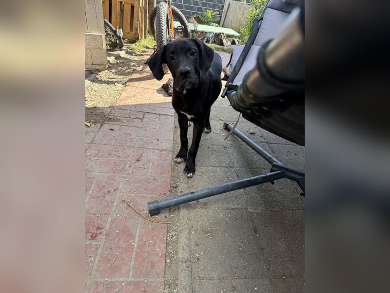 deutsche Dogge Boerboel Welpen