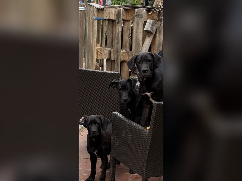 deutsche Dogge Boerboel Welpen