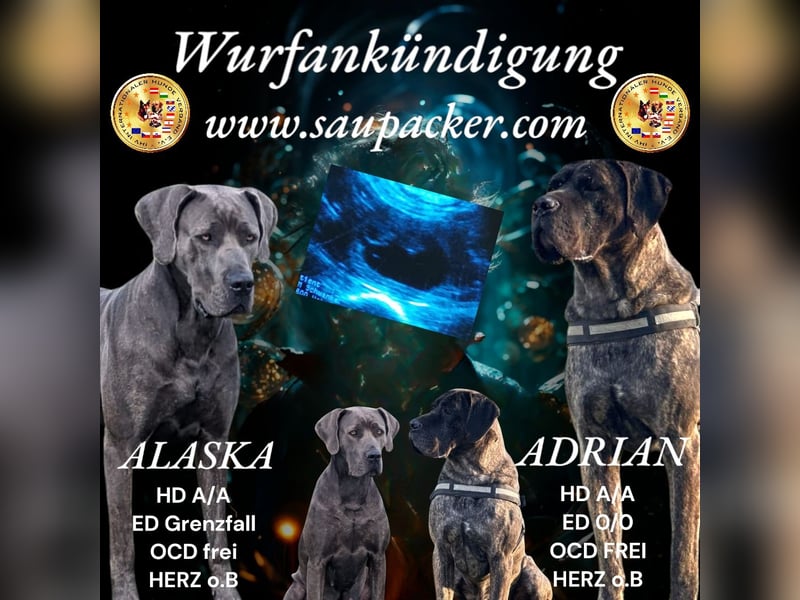 Saupacker (Deutsche Dogge / Cane Corso / Presa Canario / O.E. Mastiff)