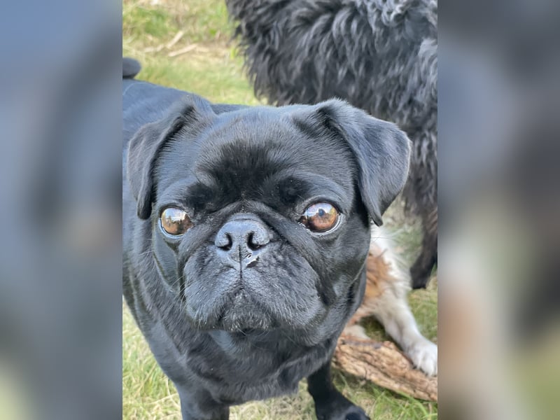Mops Dame sucht ein neues Zuhause