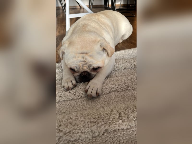 Deckrüde Mops