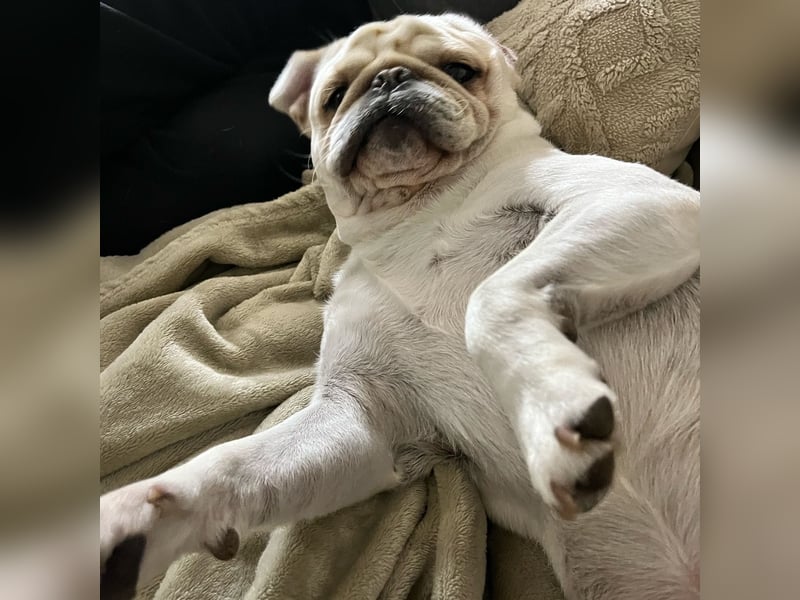 Deckrüde Mops