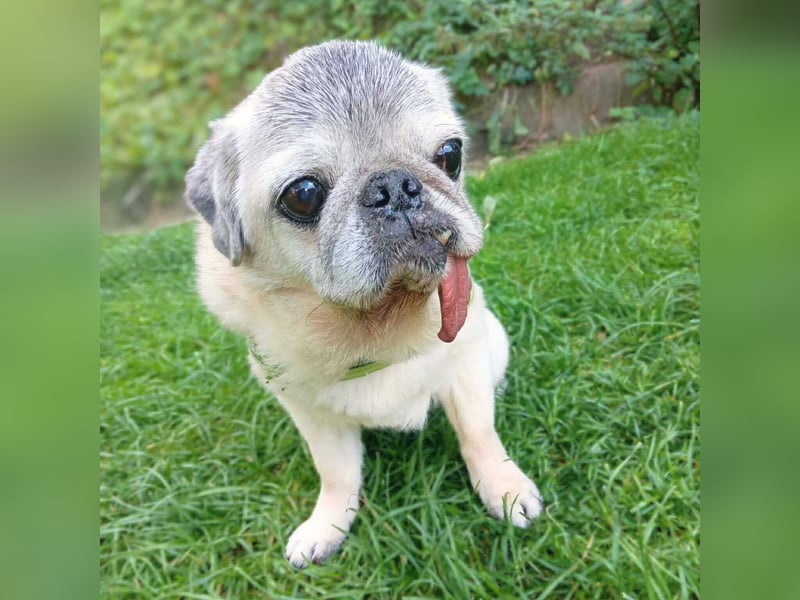 Kiba - Mops-Omi