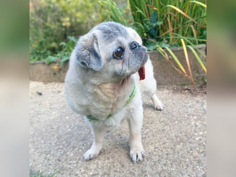 Kiba - Mops-Omi