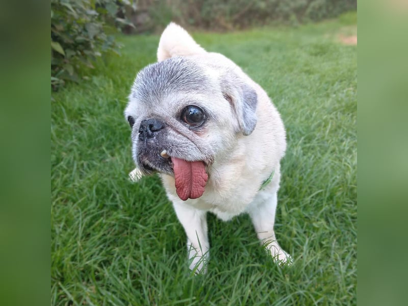 Kiba - Mops-Omi
